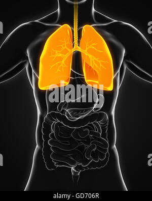 Human Respiratory System Stock Photo