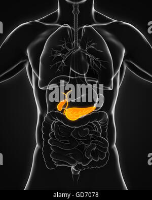Human Gallbladder and Pancreas Anatomy Stock Photo