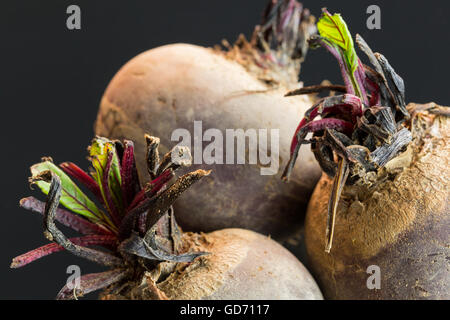 Three farm fresh whole raw beetroot in a close up view on a black surface in a healthy diet or vegetarian concept Stock Photo