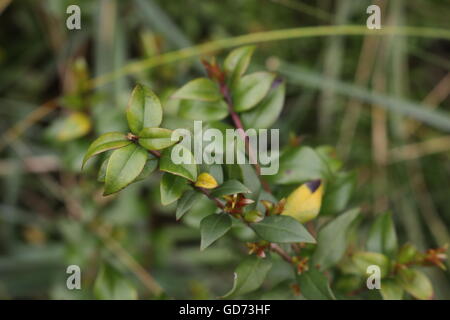 Common Myrtle (Myrtus communis) present in the maquis environment in Mallorca. Stock Photo