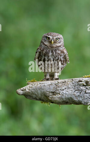 A Little Owl (Athene noctua) perched on old rotting fencing in farmland in the Yorkshire countryside. Stock Photo