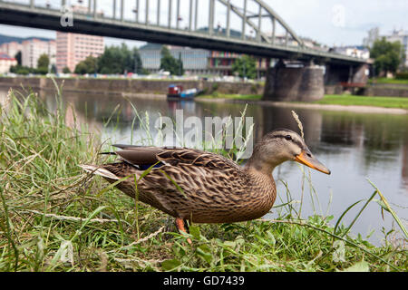 Curious duck under the bridge at the river Elbe, Decin, Czech Republic Stock Photo