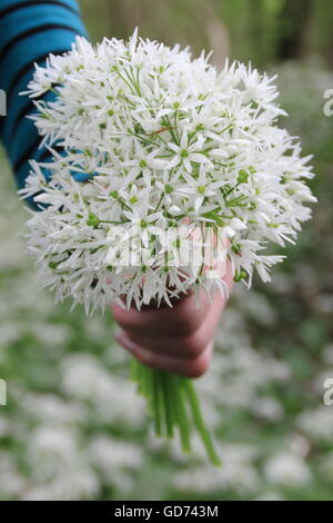 A woman holds a bunch of flowering wild garlic foraged in a pretty deciduous woodland in Derbyshire England UK - May Stock Photo