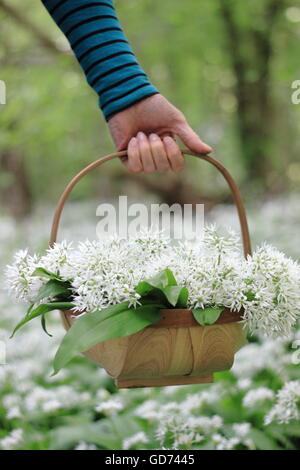 A woman carries a trug filled with foraged wild garlic through pretty deciduous woodland on a sunny spring day, England UK - May Stock Photo