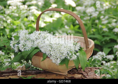 Wild garlic foraged in an English deciduous woodland is gathered in a basket, United Kingdom - May Stock Photo