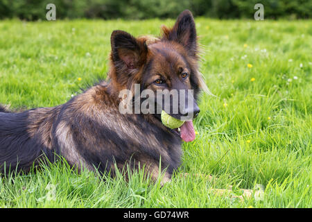 German Shepherd Dog laid on grass with his ball in his mouth Stock Photo