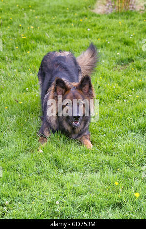 Vertical shot of German Shepherd Dog laid on grass doing play bow Stock Photo