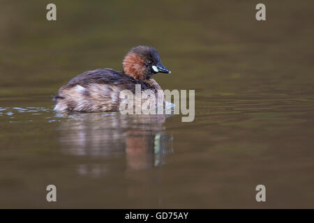 Young Little Grebe (Tachybaptus ruficollis) in water, Wittlich, Rhineland-Palatinate, Germany Stock Photo