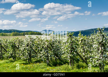 Rows of blooming apple trees in a plantation, Borthen, Saxony, Germany Stock Photo