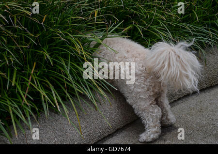 White poodle/ bichon mix, Buddy, investigating shrubbery in Portland, Oregon Stock Photo