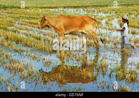 Asian child labor tend cow on rice plantation Stock Photo