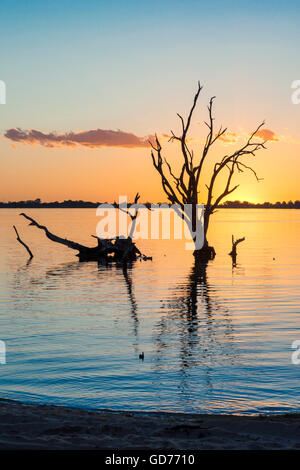 Dead trees silhouetted at sunset, lake Bonney, in South Australia Stock Photo