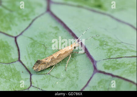 Cabbage moth aka diamondback moth (Plutella xylostella) Stock Photo