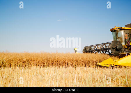 Combine harvesting oat in fields Stock Photo