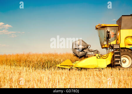 Combine harvesting oat in fields Stock Photo