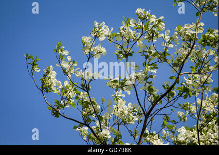 Creamy white bracts on Cornus Florida Spring Song Stock Photo