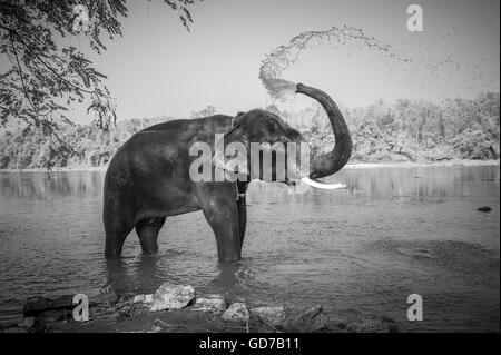 Black and white image of elephant bathing, Kerala, India Stock Photo