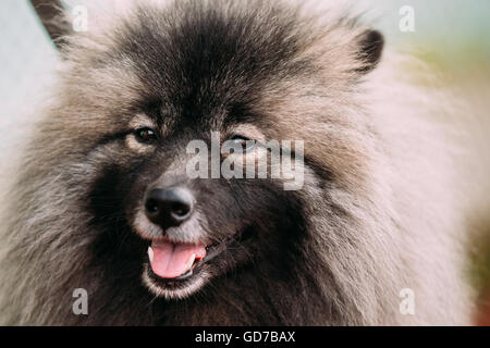 Close Up Of Lovely Funny Happy Young Keeshond, Keeshonden Dog Stock Photo