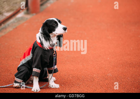 Young Russian Spaniel Dog Sitting On Floor Outdoor and Waiting Owner. Stock Photo