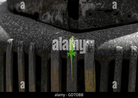 A Gecko resting on the front end of an antique rusted car Stock Photo