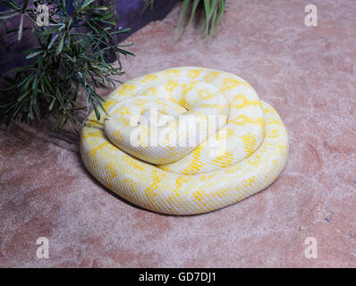 Albino Darwin Carpet Python (Morelia spilota variegata), Australia Stock Photo