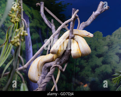 Albino Darwin Carpet Python (Morelia spilota variegata), Australia Stock Photo