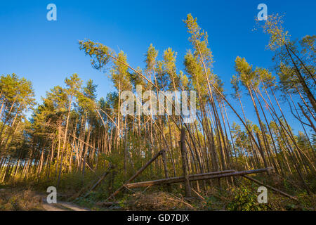 Fallen Trees In Coniferous Forest After Strong Hurricane Wind. Sunny Day Stock Photo