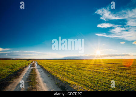 Green Barley Field In Early Spring. Countryside road under sunset light. Agricultural Background. Stock Photo