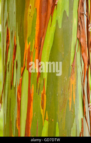 Colorful Eucalyptus tree trunk, Costa Rica Stock Photo