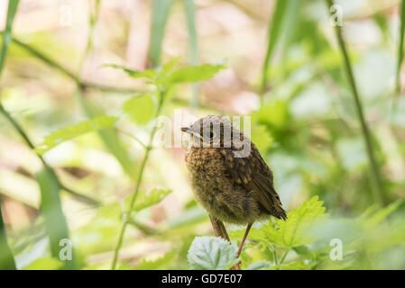 A fledgling Robin hiding in the undergrowth Stock Photo