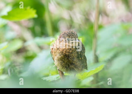 A fledgling Robin hiding in the undergrowth Stock Photo