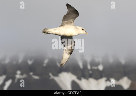 Northern Fulmar in flight Stock Photo