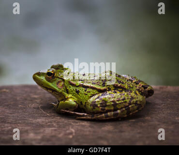 Closeup of a swamp green frog on a wooden board Stock Photo