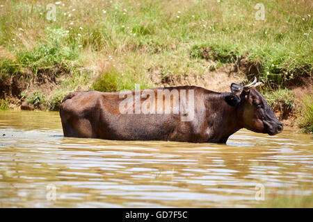 Cow taking a bath in a pond on a hot summer day Stock Photo