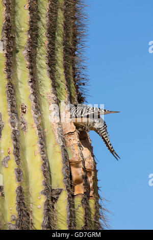 Flicker at nest hole in saguaro, Riparian Preserve at Water Ranch, Gilbert, Arizona Stock Photo