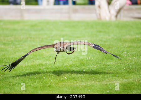 Russian Steppe eagle swoops low across the ground wings spread wide Stock Photo