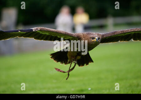 Russian Steppe eagle swoops low across the ground. Stock Photo