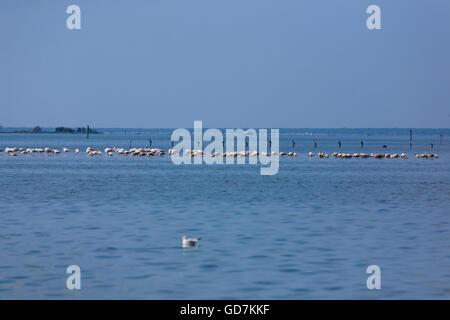 Flock of pink flamingos inside water, from 'Delta del Po', Italy Stock Photo
