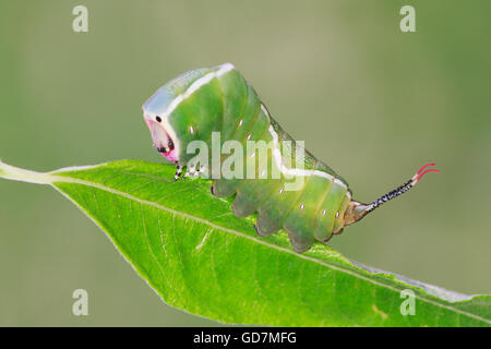 Puss moth caterpillar Cerura vinula on a leave showing red antennae Stock Photo