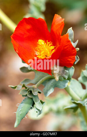 Single flower and glaucous foliage of the hardy annual horned poppy, Glaucium corniculatum Stock Photo