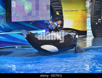 Killer Whale show in the Shamu Stadium at Seaworld Orlando Florida, Stock Photo