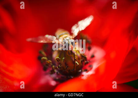 Small bee on the Red Poppy and Bud - field flower Stock Photo