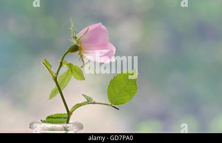 Close-up of a dog rose, Rosa canina in vase Stock Photo