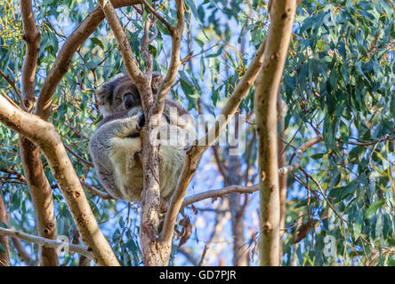 Koala bear sleeping high on eucalyptus tree closeup Stock Photo