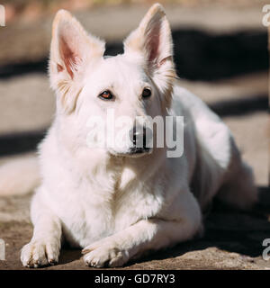 Close Up White Swiss Shepherd Dog Berger Blanc Suisse. The Berger Blanc Suisse is a breed of dog from Switzerland. Stock Photo