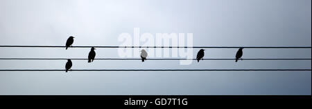 Starlings on telephone wire - Sturnus Vulgaris - in silhouette Stock Photo