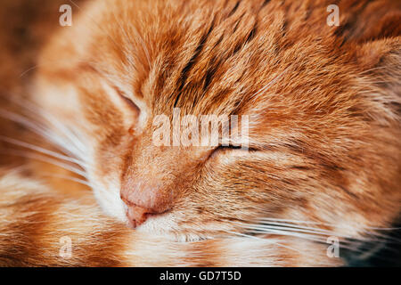 Close Up Of Peaceful Red Cat Curled Up Sleeping Home In His Bed. Stock Photo