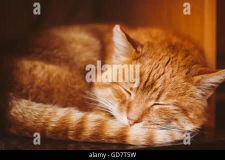 Close Up Of Peaceful Red Cat Curled Up Sleeping Home In His Bed. Stock Photo
