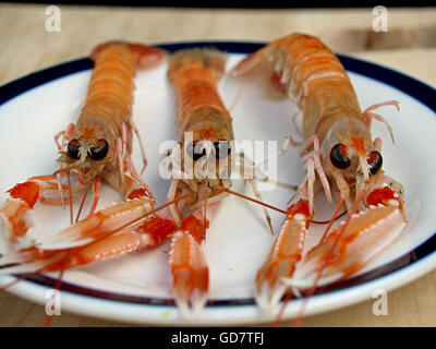 fresh scampi on a plate Stock Photo
