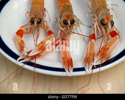 fresh scampi on a plate Stock Photo